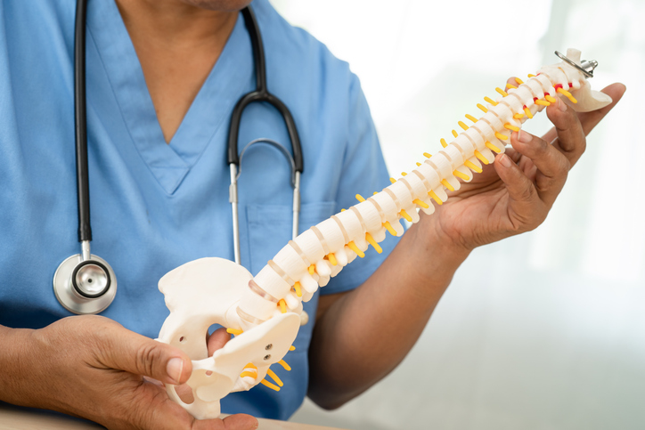 doctor holding spinal nerve and bone model